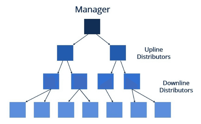 DXN Pyramid Scheme Structure